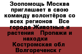 Зоопомощь.Москва приглашает в свою команду волонтёров со всех регионов - Все города Животные и растения » Пропажи и находки   . Костромская обл.,Волгореченск г.